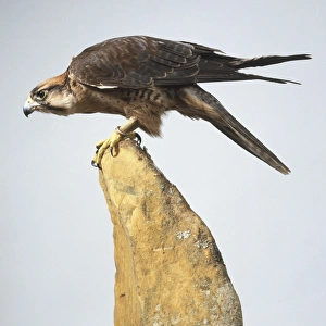 Lanner Falcon (Falco biarmicus), perched on a rock Lanner Falcon (Falco biarmicus), perched on a rock