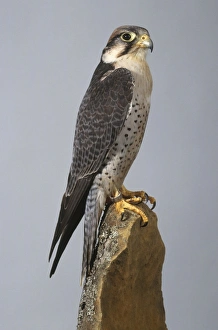 Lanner falcon (Falco biarmicus) perching on a rock, side view Lanner falcon (Falco biarmicus) perching on a rock, side view