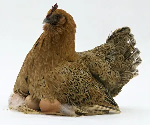 Large fluffed up brown hen sitting on eggs, broody hen have eggs to sit Large fluffed up brown hen sitting on eggs, broody hen have eggs to sit