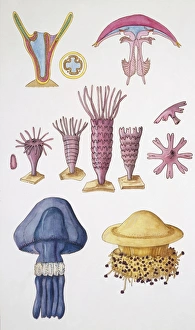 Large group of Cnidarians, illustration Large group of Cnidarians, illustration