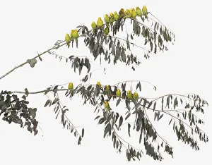 Large number of of yellow Budgerigars (Melopsittacus undulatus) roosting in a tree Large number of of yellow Budgerigars (Melopsittacus undulatus) roosting in a tree