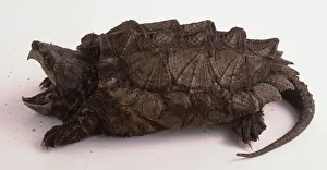The largest freshwater turtle in the Americas, with a serrated and keeled carapace The largest freshwater turtle in the Americas, with a serrated and keeled carapace