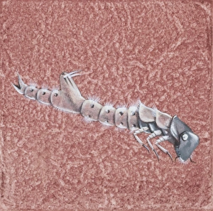 Larva of the Tiger beetle (Cicindelinae), illustration Larva of the Tiger beetle (Cicindelinae), illustration