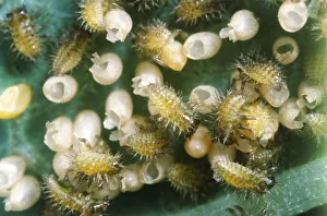 Larvae of Mexican bean beetle (Epilachna varivestis) hatching from eggs, view from above Larvae of Mexican bean beetle (Epilachna varivestis) hatching from eggs, view from above