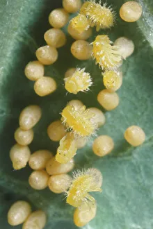 Larval Mexican Bean Beetle emerges from egg Larval Mexican Bean Beetle emerges from egg