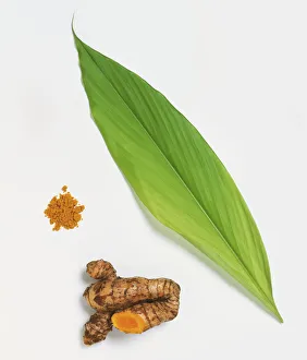Leaf and fresh rhizome from Turmeric (Curcuma longa) used as medicinal herbal remedy Leaf and fresh rhizome from Turmeric (Curcuma longa) used as medicinal herbal remedy