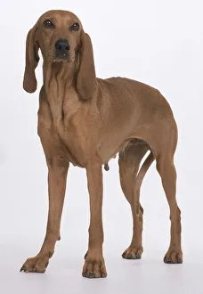 A lean light brown Segugio Italiano bitch with long dangling ears and slender legs, standing facing the camera A lean light brown Segugio Italiano bitch with long dangling ears and slender legs, standing facing the camera