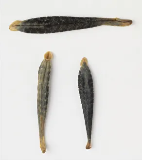 Three leeches, top view, with sucker-like mouths Three leeches, top view, with sucker-like mouths