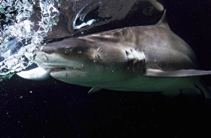 Lemon Shark (Negaprion brevirostris) approaching surface Lemon Shark (Negaprion brevirostris) approaching surface