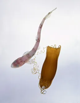 Lesser spotted dogfish (Scyliorhinus canicula) hatched from its egg case Lesser spotted dogfish (Scyliorhinus canicula) hatched from its egg case