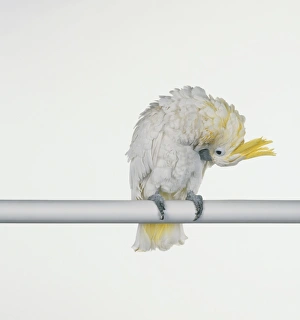 Lesser Sulphur-crested Cockatoo (Cacatua galerita) on a perch preening itself Lesser Sulphur-crested Cockatoo (Cacatua galerita) on a perch preening itself