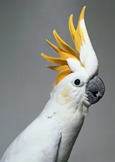 Lesser sulphur-crested cockatoo - head detail Lesser sulphur-crested cockatoo - head detail