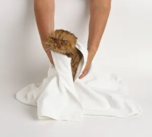 Lift the cat out of the bath and wrap it in a large towel Lift the cat out of the bath and wrap it in a large towel