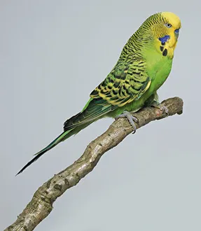 Light green budgerigar - side view Light green budgerigar - side view