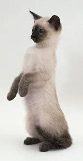 Lilac Siamese Kitten Standing up on Hind Paws Lilac Siamese Kitten Standing up on Hind Paws