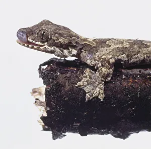 A lizard like creature that has a camouflage coloured exterior that helps it blend in to the dark coloured bark that it A lizard like creature that has a camouflage coloured exterior that helps it blend in to the dark coloured bark that it