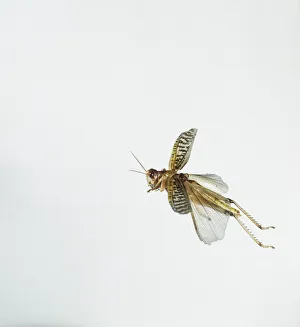 Insect Flight Photography Prints: Locust in flight