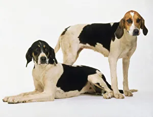 Two long-eared white, tan, and black English foxhounds, one standing and the other lying on the floor Two long-eared white, tan, and black English foxhounds, one standing and the other lying on the floor