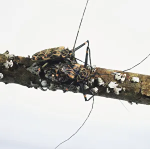 Two Long-Horned Beetles (Cerambycidae) mating Two Long-Horned Beetles (Cerambycidae) mating