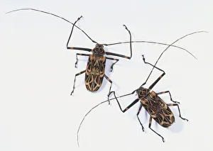 Two Long-Horned Beetles (Cerambycidae), view from above Two Long-Horned Beetles (Cerambycidae), view from above