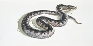 Long-nosed viper (Vipera ammodytes), illustration Long-nosed viper (Vipera ammodytes), illustration