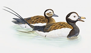 Long-tailed duck, Clangula hyemalis, male and female swimming Long-tailed duck, Clangula hyemalis, male and female swimming