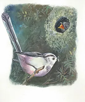 Long-tailed Tit Aegithalos caudatus bringing food to young in nest, illustration Long-tailed Tit Aegithalos caudatus bringing food to young in nest, illustration