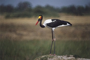 Long-Toed Plover, Vanellus crassirostris, black and white plumed bird, jointed legs Long-Toed Plover, Vanellus crassirostris, black and white plumed bird, jointed legs