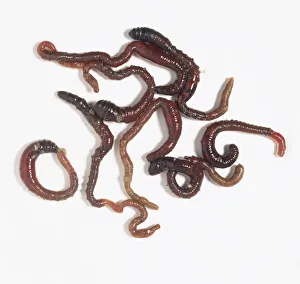 Lugworms (Arenicola marina), close up Lugworms (Arenicola marina), close up