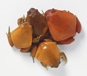 Four Madagascan Tomato Frogs (Dyscophus antongili) Four Madagascan Tomato Frogs (Dyscophus antongili)
