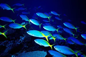 Maldives. Fishes. Yellowback Fusilier. Ocean Floor Maldives. Fishes. Yellowback Fusilier. Ocean Floor