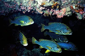 Maldives. Oriental Sweetlip Fishes. Ocean Floor Maldives. Oriental Sweetlip Fishes. Ocean Floor