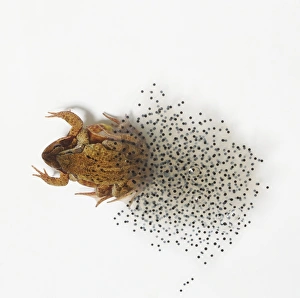 Male and female Common Frogs (Rana temporaria) in amplexus, producing eggs, view from above Male and female Common Frogs (Rana temporaria) in amplexus, producing eggs, view from above
