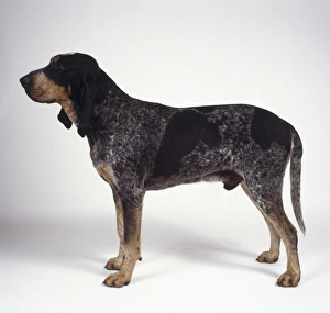 Male Grand Bleu de Gascogne with white coat mottled with black Male Grand Bleu de Gascogne with white coat mottled with black