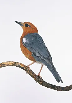 Male Orange-headed Thrush (Zoothera citrina) perching on thin branch, showing orange plumage Male Orange-headed Thrush (Zoothera citrina) perching on thin branch, showing orange plumage