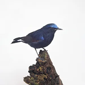 Male White-tailed Robin (Myiomela leucura) perching on decaying tree stump Male White-tailed Robin (Myiomela leucura) perching on decaying tree stump