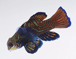 Mandarin Fish, bright multicoloured thick skin, translucent pectoral fins, eyes sticking out Mandarin Fish, bright multicoloured thick skin, translucent pectoral fins, eyes sticking out