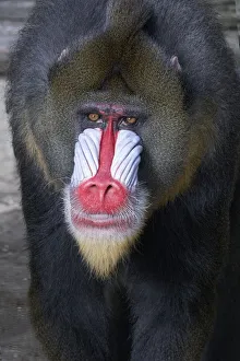 Mandrill (mandrillus sphinx), close-up Mandrill (mandrillus sphinx), close-up