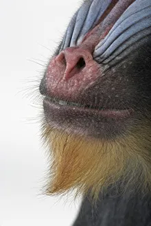 Mandrill (Mandrillus sphinx), face, close-up Mandrill (Mandrillus sphinx), face, close-up