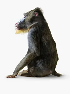 Mandrill (Mandrillus sphinx) sitting, side view Mandrill (Mandrillus sphinx) sitting, side view