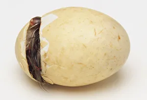 Maned Duck, Chenonetta jubata, chick about to emerge from the egg Maned Duck, Chenonetta jubata, chick about to emerge from the egg