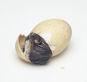 Maned duck (Chenonetta jubata) emerging out of egg shell Maned duck (Chenonetta jubata) emerging out of egg shell