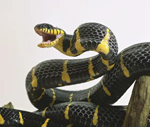 Mangrove Snake, Boiga dendrophila, with mouth open