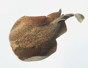 Marbled Electric Ray (Torpedo marmorata), side view Marbled Electric Ray (Torpedo marmorata), side view