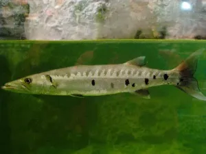 Fish Fauna Prints: Barracuda