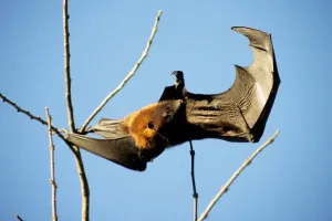Animal Prints: Bat Bat Print, a photograph of bats in flight