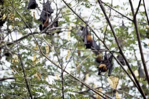 Bats Print - A High-Quality Image of Bats