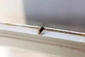 Horizontal Animal Photos Prints: Bedbug