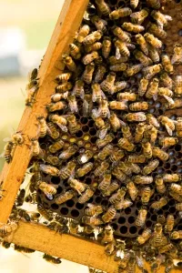 Apiculture Practices Prints: Beekeeping