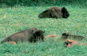 Wild Animals Photos Prints: Bisons